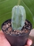 MYRTILLOCACTUS GEOMETRIZANS na internet