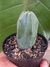 MYRTILLOCACTUS GEOMETRIZANS - comprar online