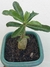 ROSA DO DESERTO ENXERTADA YU JIAO - loja online