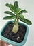 ROSA DO DESERTO ENXERTADA YU JIAO - comprar online