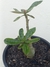 ROSA DO DESERTO ENXERTADA TP10 - loja online
