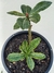 ROSA DO DESERTO ENXERTADA TP10 - comprar online