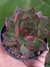 ECHEVERIA AGAVOIDES BLOODY MARY na internet