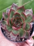 ECHEVERIA AGAVOIDES BLOODY MARY - comprar online