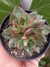 ECHEVERIA AGAVOIDES BLOODY MARY CRISTATA - comprar online