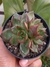 ECHEVERIA AGAVOIDES BLOODY MARY CRISTATA na internet