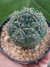 GYMNOCALYCIUM STELLATUM - comprar online