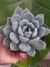 PACHYVERIA CORVUS - comprar online