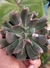 ECHEVERIA DARK VADER - comprar online
