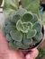 ECHEVERIA JOAN DANIEL - comprar online