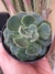 ECHEVERIA JOAN DANIEL na internet