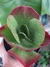 KALANCHOE VIVIEN - ORELHA DE ELEFANTE - comprar online