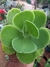 ECHEVERIA MOMOCA - MANDALA CITRUS - comprar online