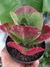 KALANCHOE VIVIEN - ORELHA DE ELEFANTE na internet