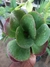 KALANCHOE VIVIEN - ORELHA DE ELEFANTE - Loja Paraiso das Suculentas 