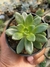 CREMNERIA MUTABILIS - comprar online