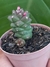 EUPHORBIA MONADENIUM RITCHIEI - comprar online
