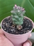 EUPHORBIA MONADENIUM RITCHIEI na internet