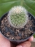 MAMMILLARIA SP. ESPINHO BRANCO