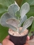 COTYLEDON UNDULATA na internet