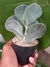 COTYLEDON UNDULATA - comprar online