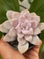GRAPTOPETALUM PENTADRUM SUPERBUM - comprar online
