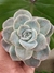 GRAPTOVERIA LOVELY ROSE - comprar online