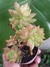 SEDUM ADOLPHII
