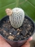 FRAILEA BUENECKERI VAR. DENSISPINA