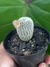 FRAILEA BUENECKERI VAR. DENSISPINA - comprar online