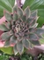 ECHEVERIA SAGITA na internet
