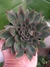 ECHEVERIA SAGITA - comprar online