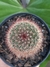 MAMMILLARIA SILVATICA na internet