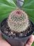 MAMMILLARIA SILVATICA - comprar online