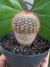 NOTOCACTUS SCHLOSSERII na internet
