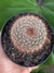 NOTOCACTUS SCHLOSSERII - comprar online