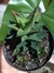 HAWORTHIA LIMIFOLIA - comprar online