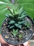 HAWORTHIA LIMIFOLIA - Loja Paraiso das Suculentas 