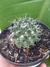 MAMMILLARIA COMPRESSA - comprar online