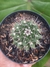MAMMILLARIA COMPRESSA