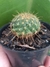MAMMILLARIA MAYOVENSIS VAR RUBRISPINA