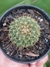 MAMMILLARIA MAYOVENSIS VAR RUBRISPINA - comprar online