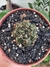 GYMNOCALYCIUM BALDIANUM - FLOR ROSA na internet