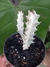 EUPHORBIA LACTEA 'WHITE GHOST' - comprar online