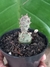 TEPHROCACTUS ARTICULATUS - comprar online