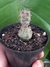 TEPHROCACTUS ARTICULATUS