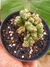CEREUS WILD CREST - comprar online