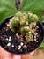CEREUS WILD CREST na internet