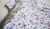 Body Vestido con tul violeta y flores en internet
