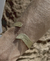 Pulseras